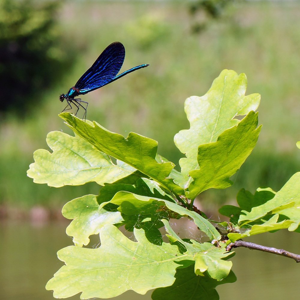 Photograph by Ольга Стоун