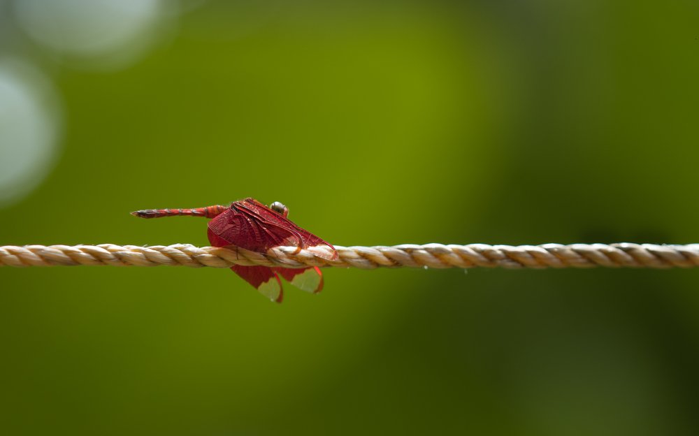 Фотография автора abhilash a k