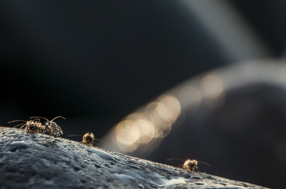 Photograph by Андрей Таничев