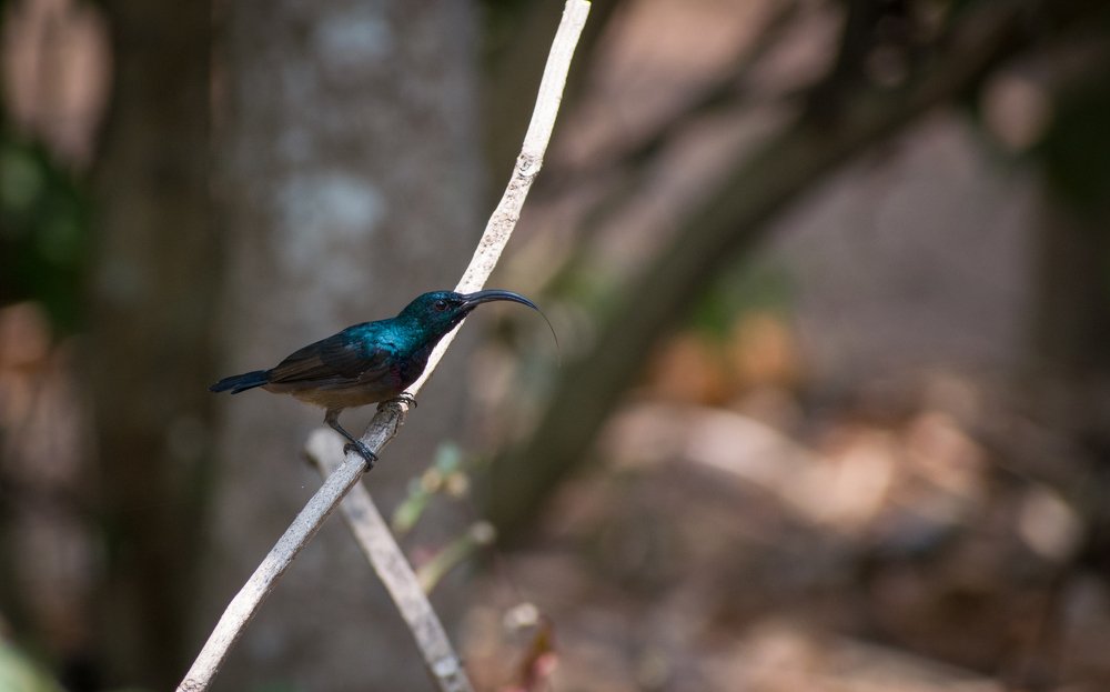 Фотография автора abhilash a k