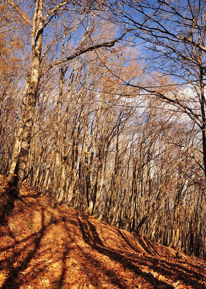 Фотография автора Erfan Rabiei dastjerdi