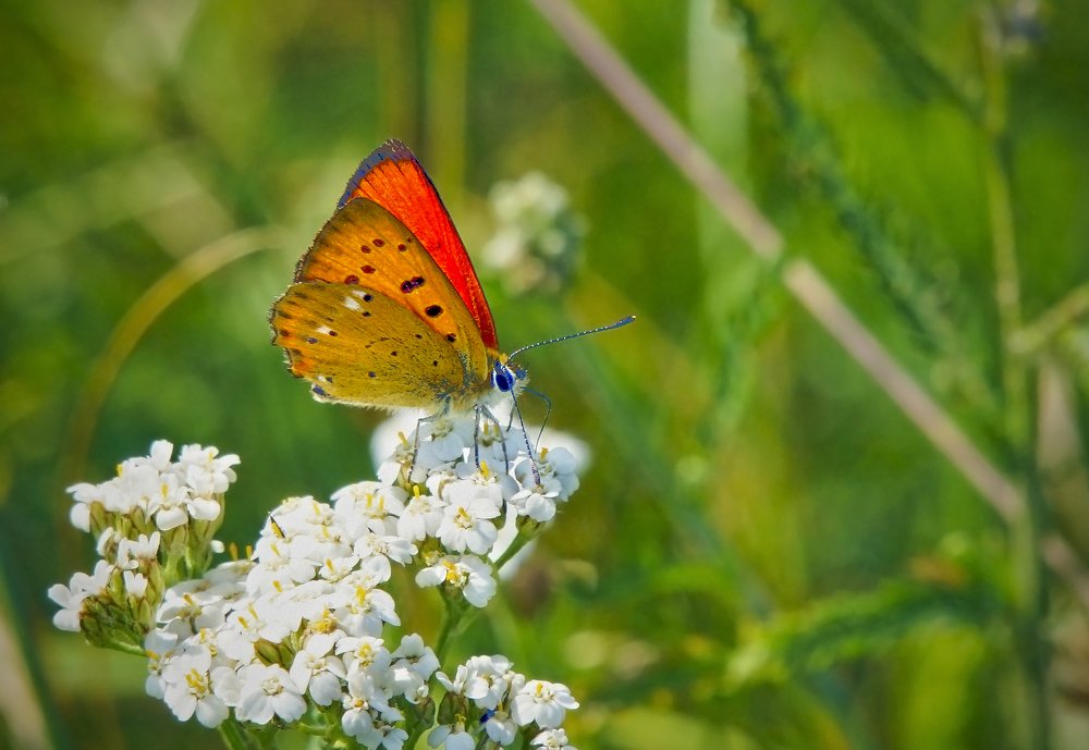 Бабочка на цветке