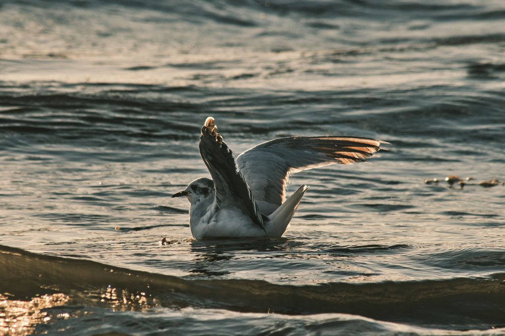 Photograph by Станислав Аникин