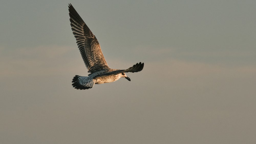 Photograph by Станислав Аникин