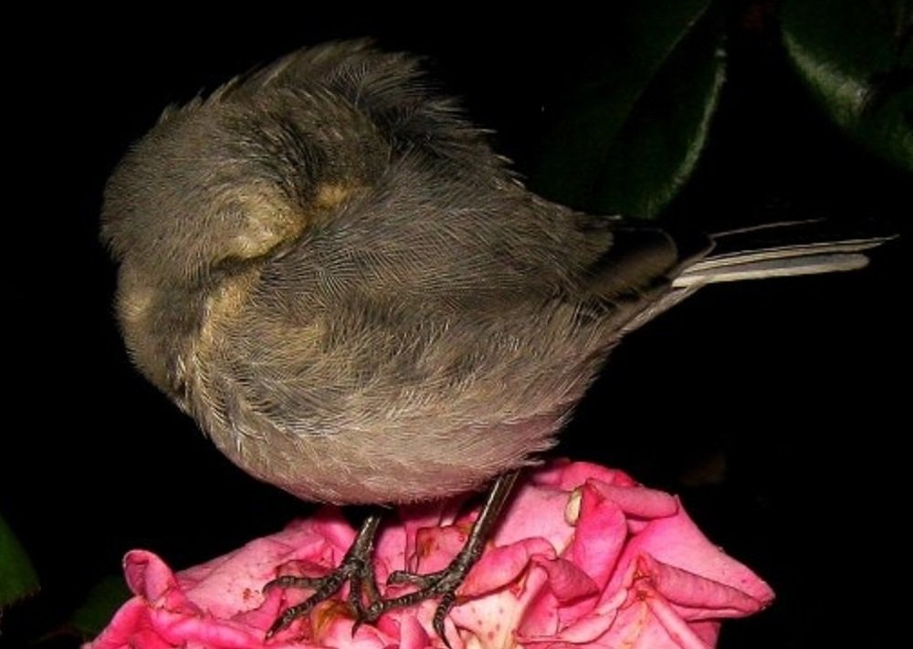 Photograph by Мария Арькова