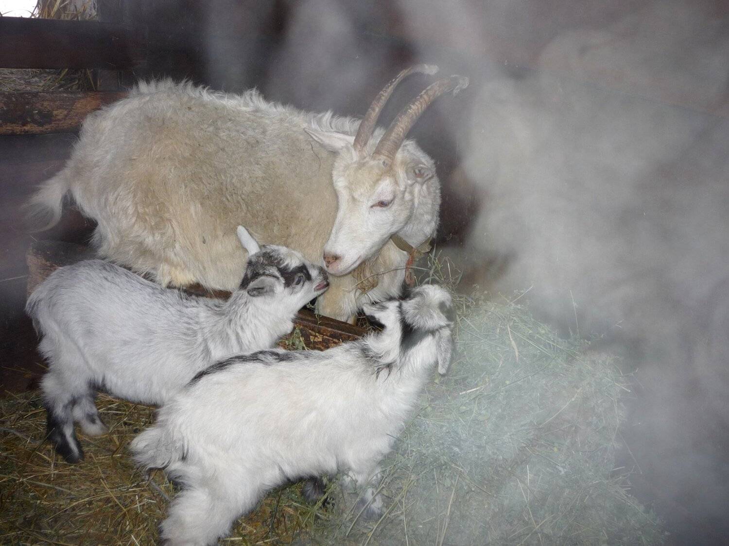 MY CHILDREN! ARE YOU COLD?