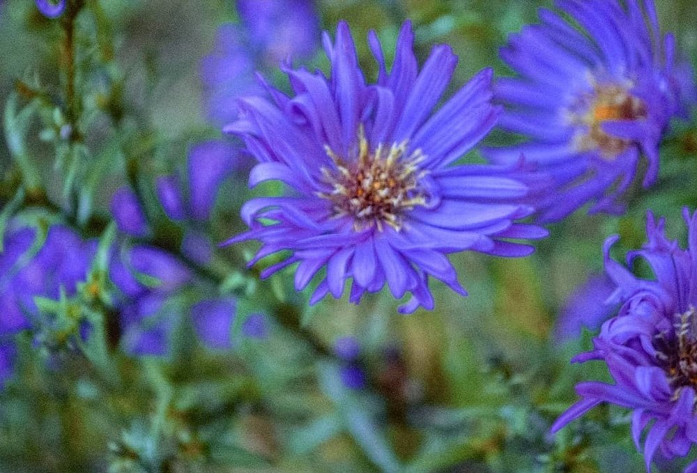 Фотография автора Елена Савельева