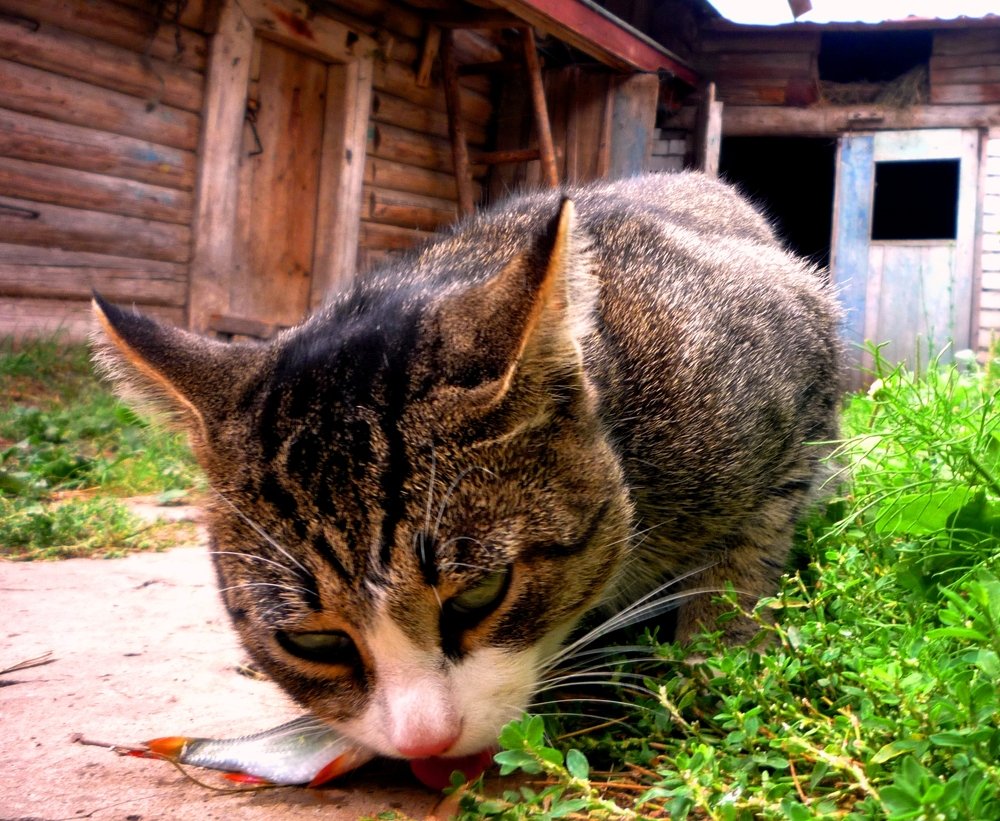 FISH MEAL