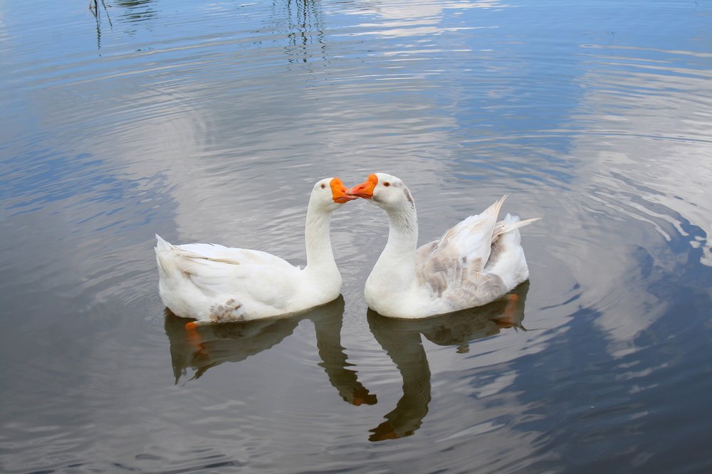 Гусиная Love Story