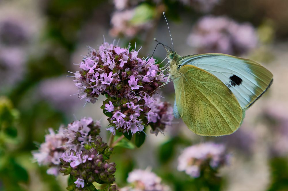Photograph by Dimitris Papadopoulos