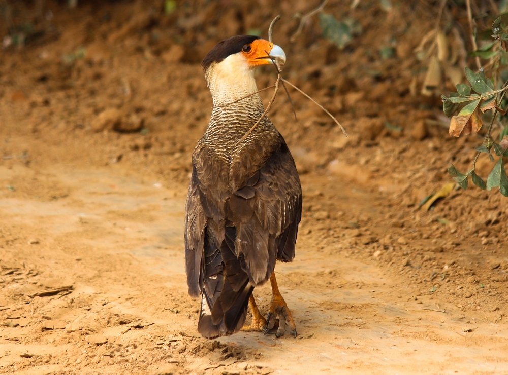 Falco of the Pantanal