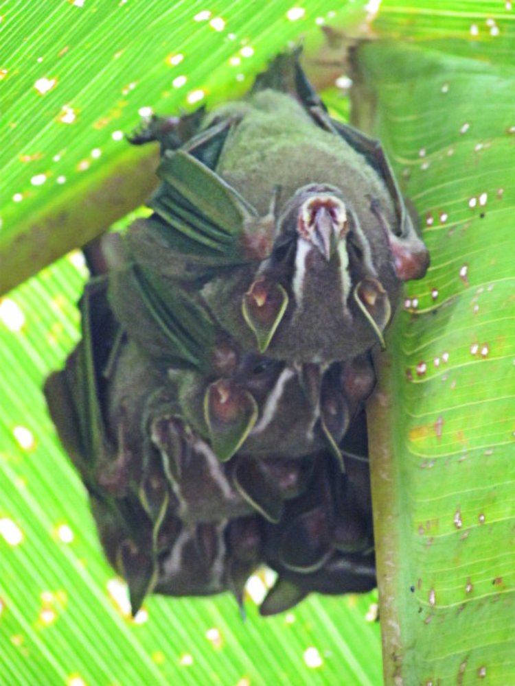 Photograph by Jéssica Galdino