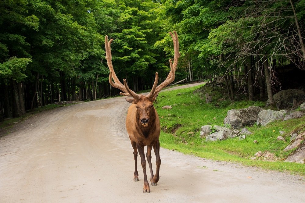 Canadian moose