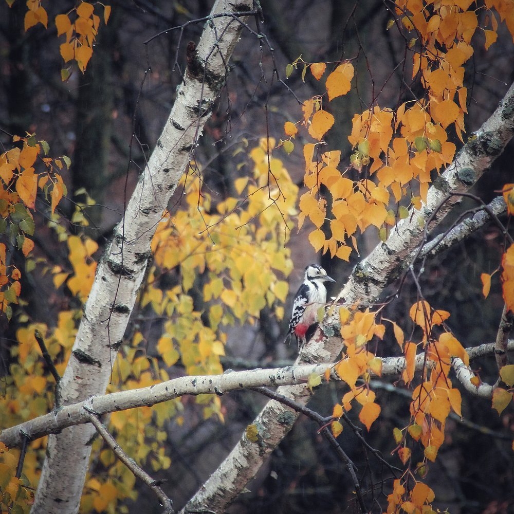 Photograph by Ольга Томилова