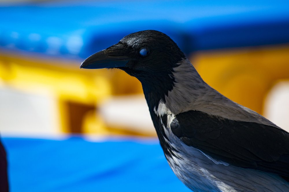 Photograph by Helmy Moataz