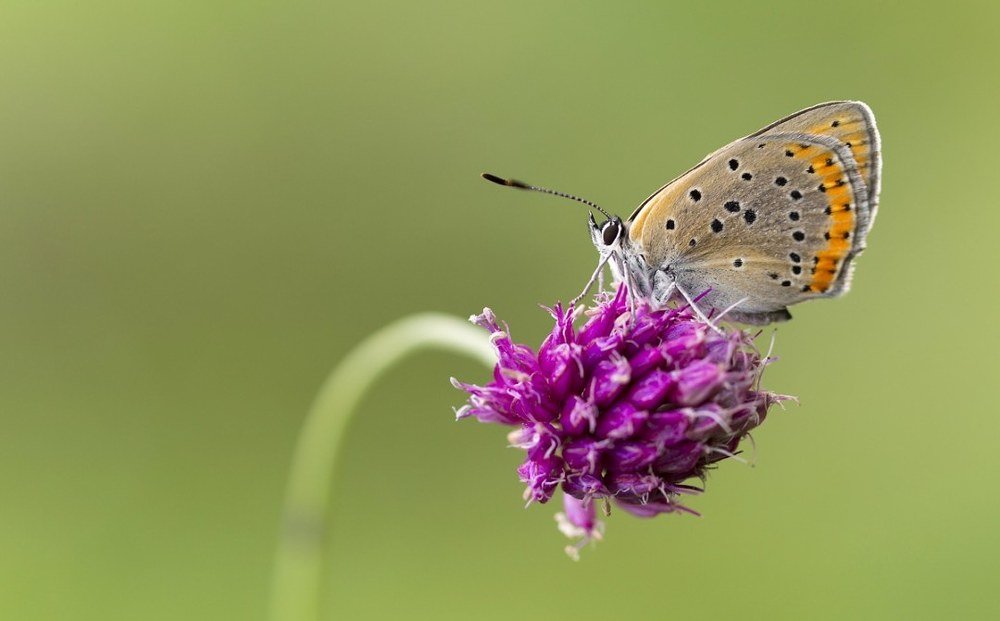 Photograph by Hilario Perez Vazquez