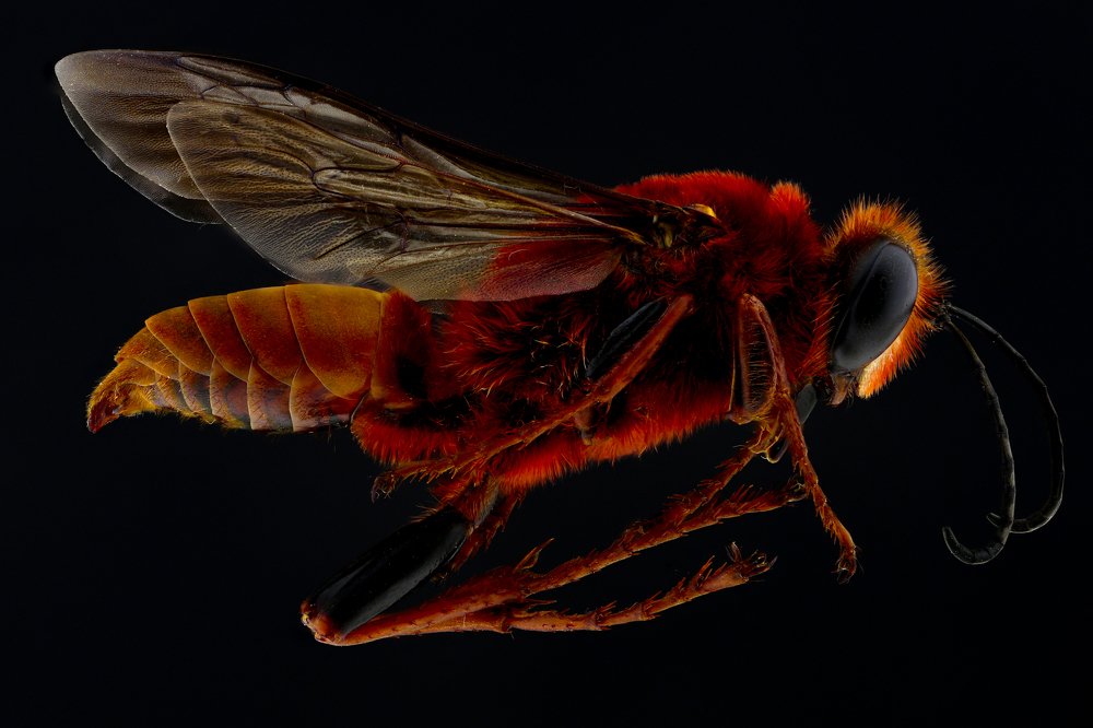 Sphex Latreillei (Pájaro Gallo)