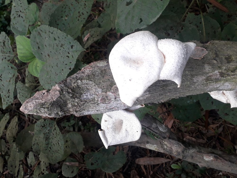 Photo #5114897