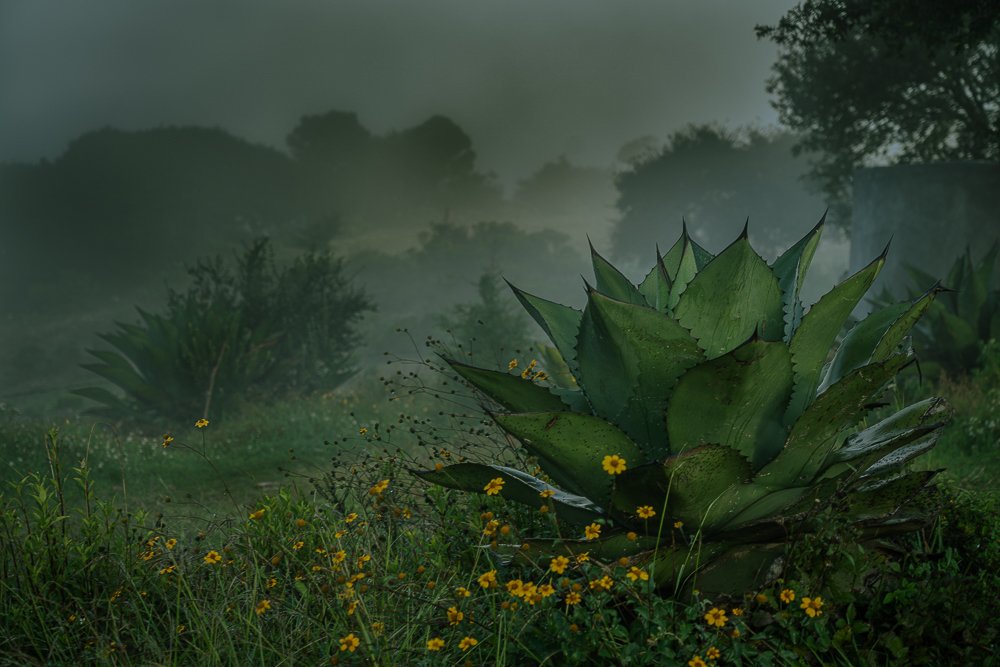 Neblina sobre el Maguey