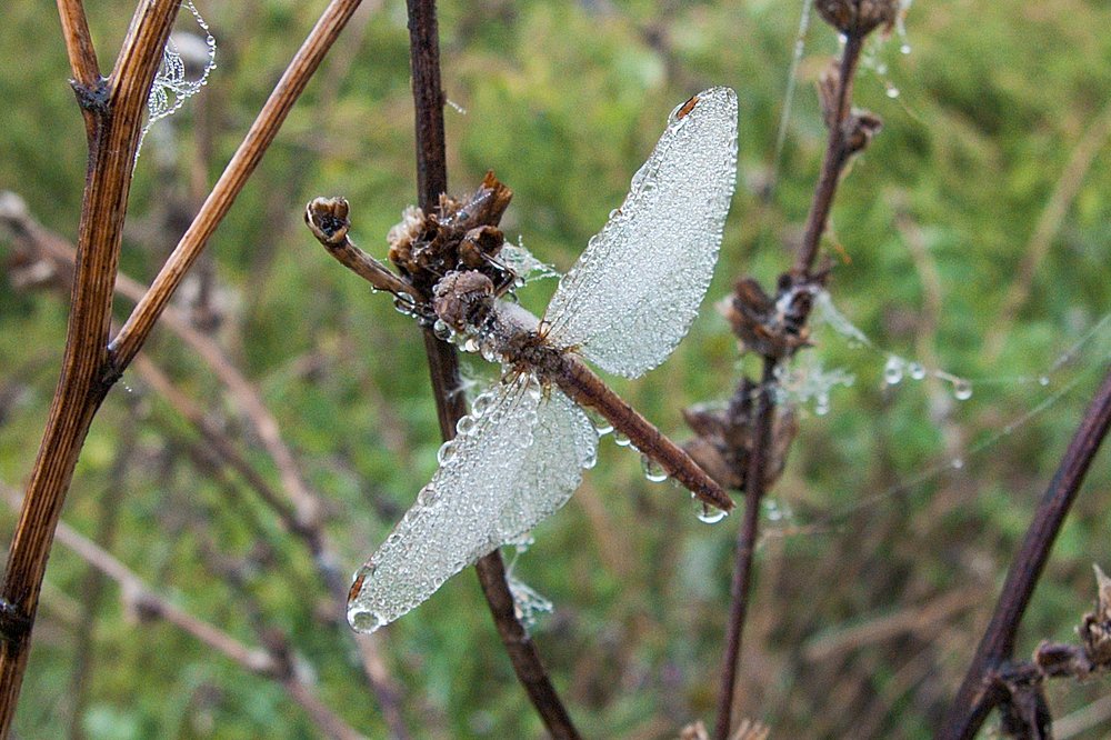 Photograph by Валерий Крачунов