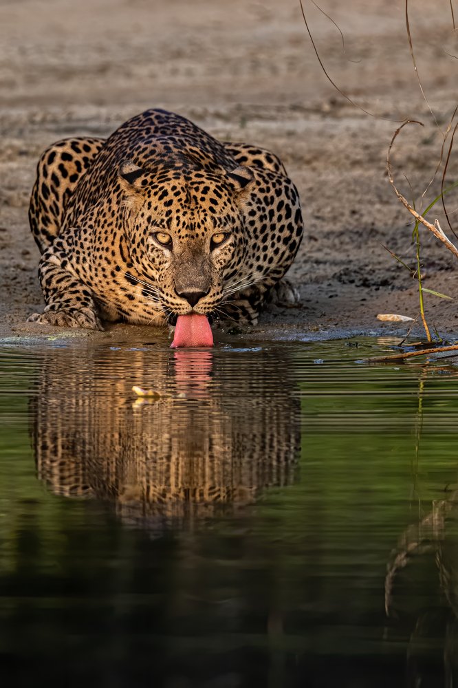 Photograph by Ansala Botheju