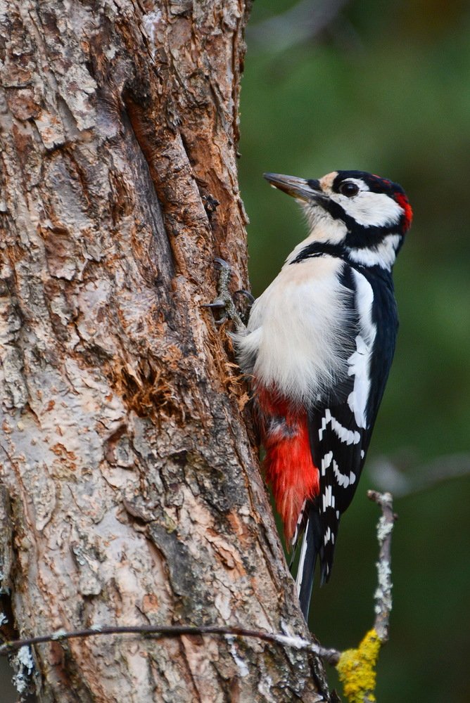 Наш дачный доктор