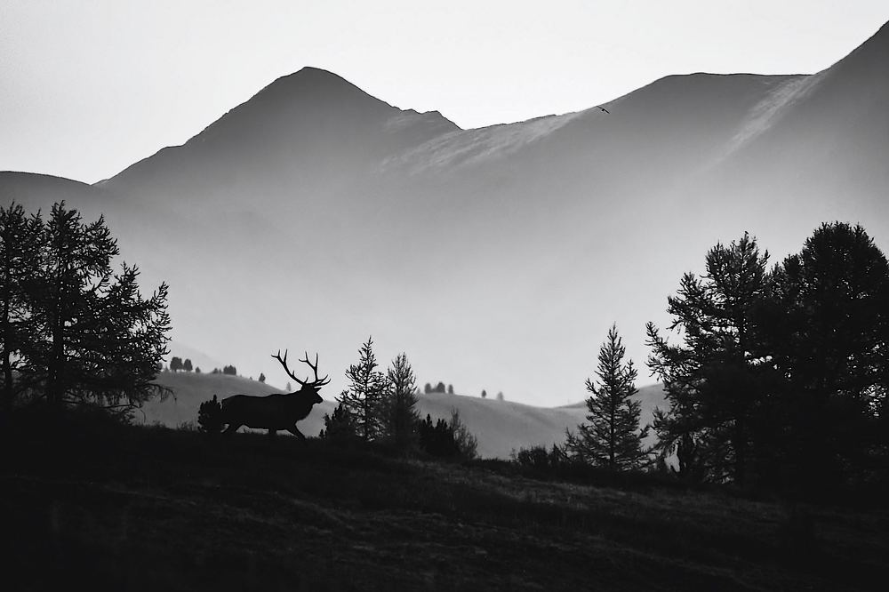 рассвет в горах Алтая