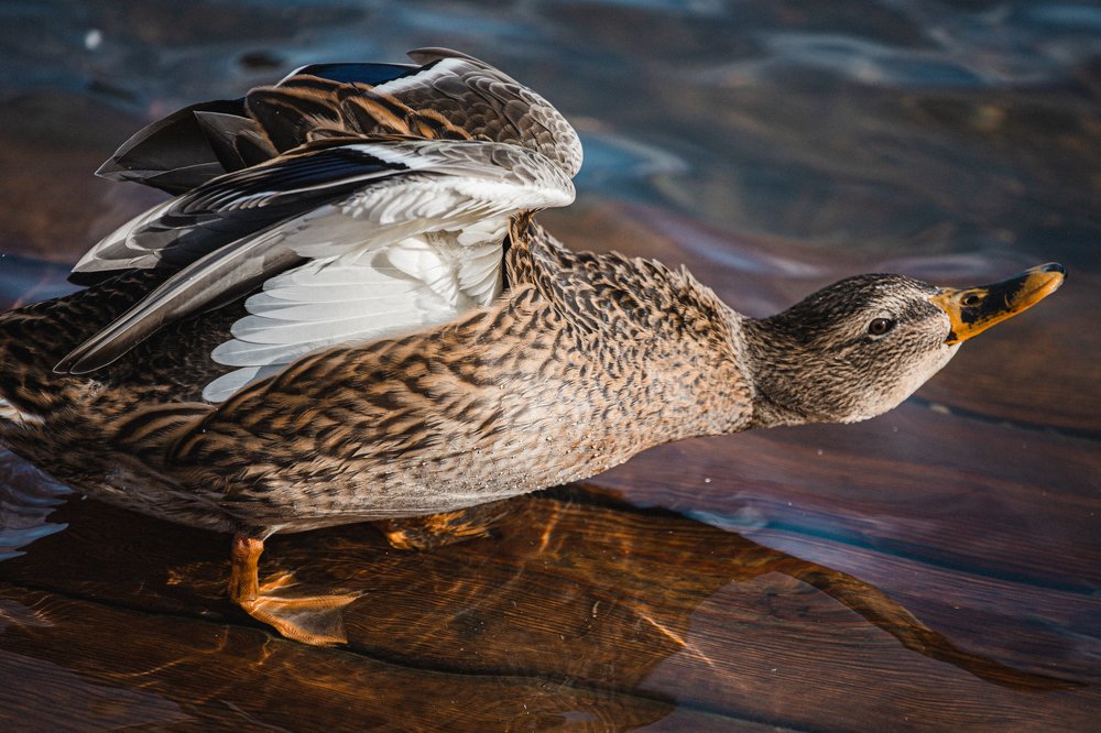 Photograph by Оксана Корчагина