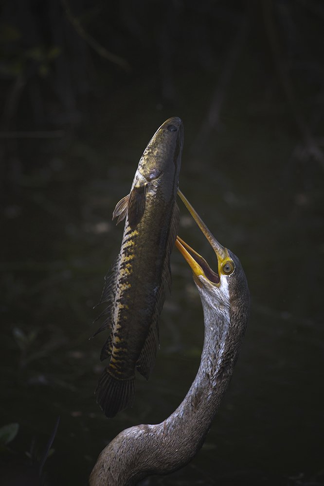 Photograph by Hemant Kumar