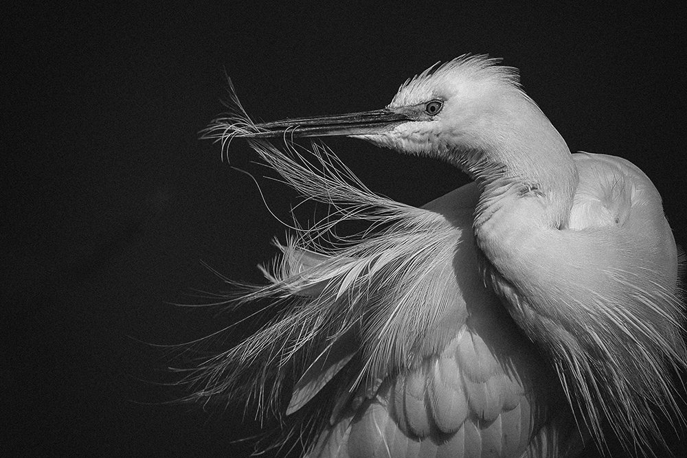 Photograph by Hemant Kumar