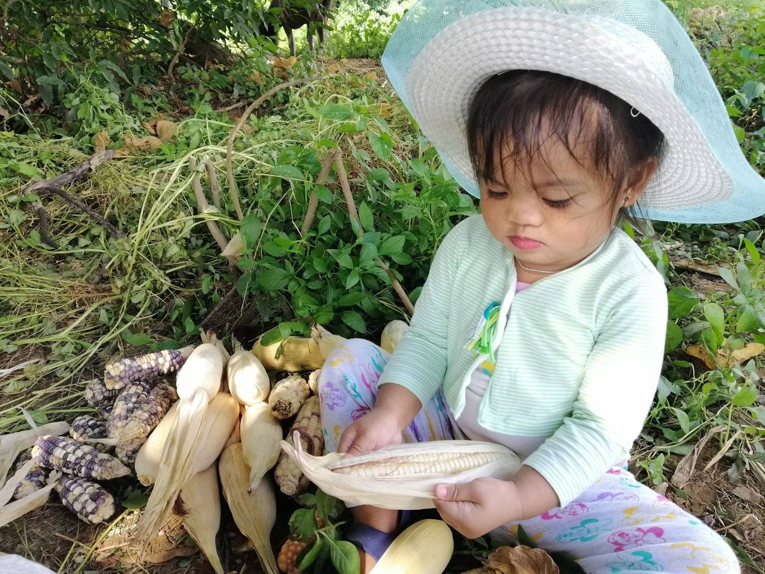 Corn Peeling