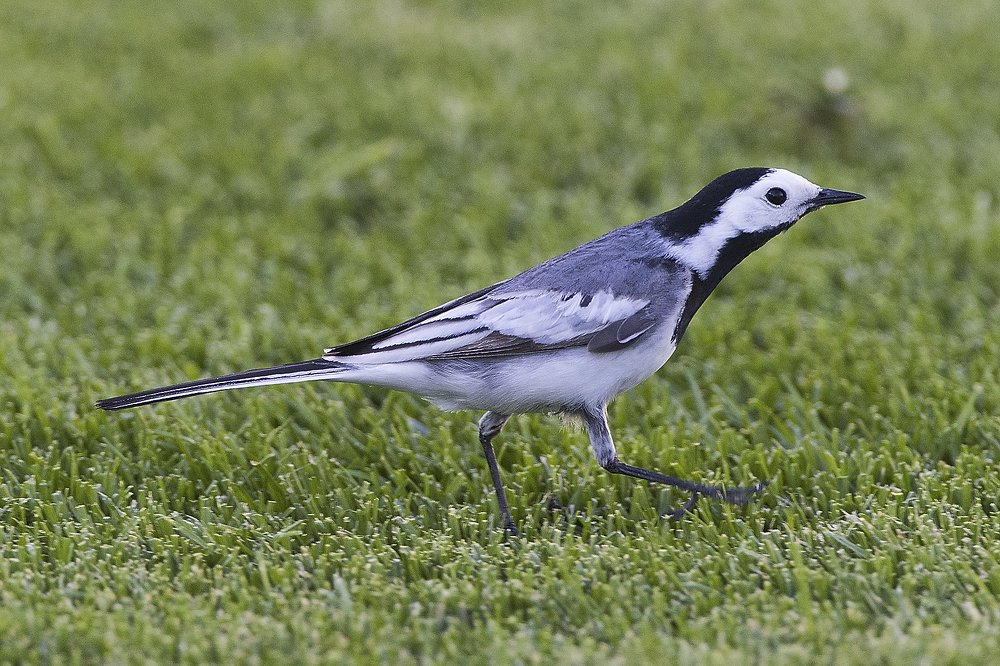Прогулка по футбольному полю!