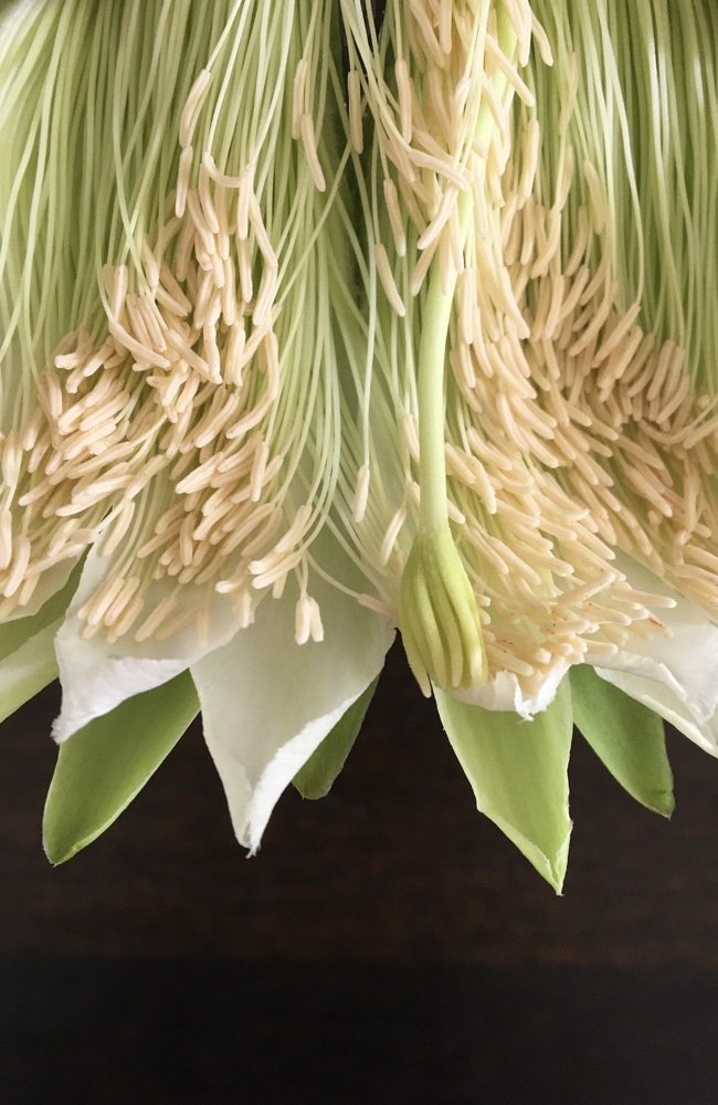 Photograph by Bhavana Sivayokan