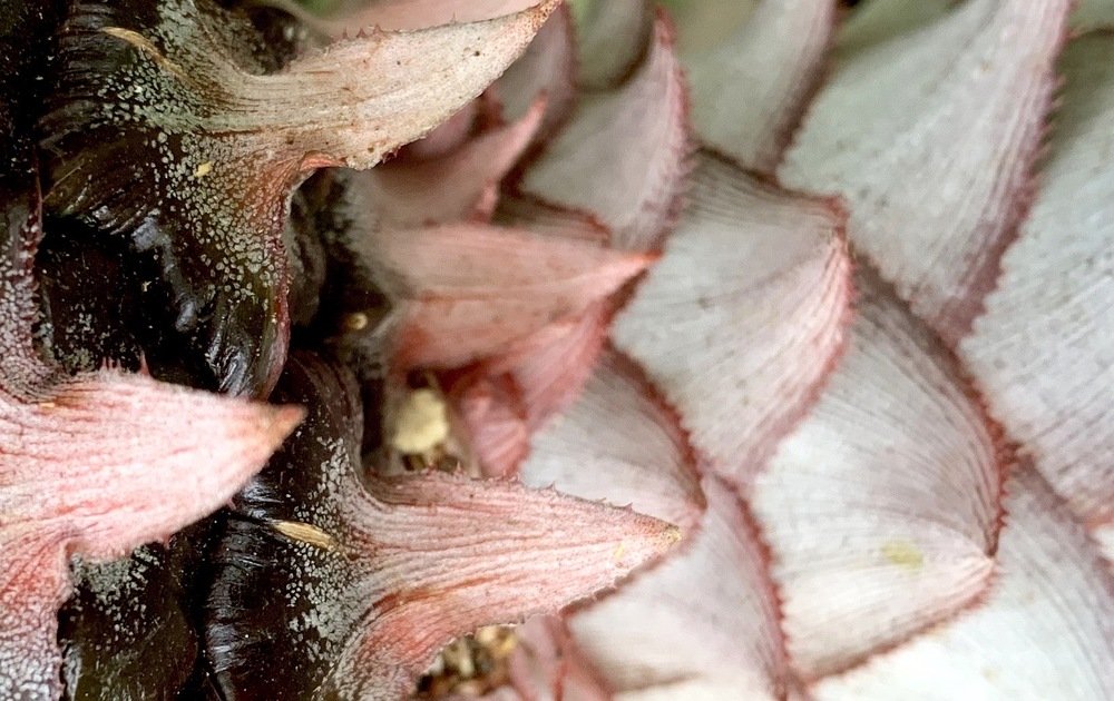 Photograph by Bhavana Sivayokan