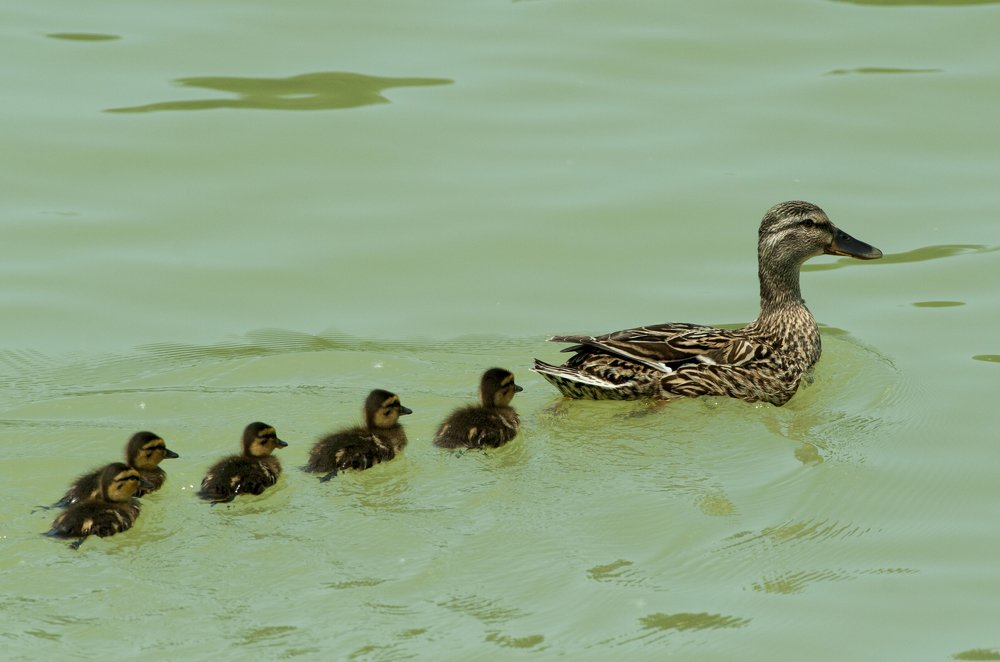 Дикая утка с утятами в городском водоёме!