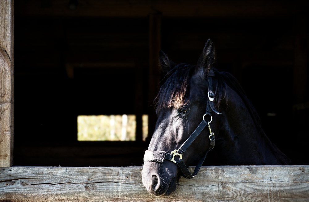 Photograph by Юлия Яровая