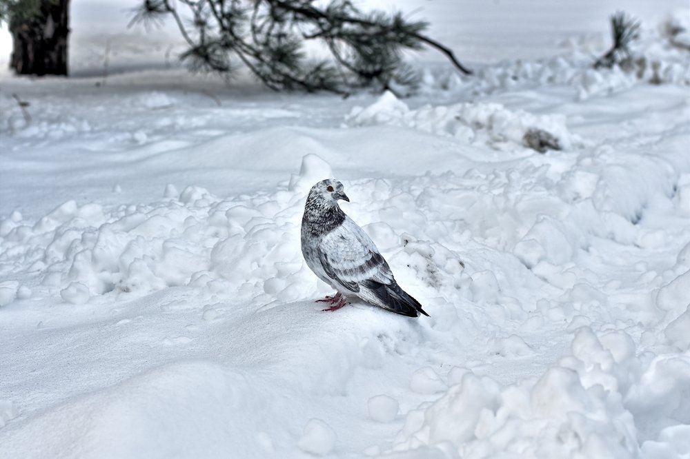 Photograph by Александр Бачурский