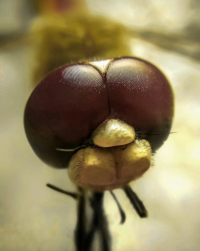 Фотография автора Aryan Singh