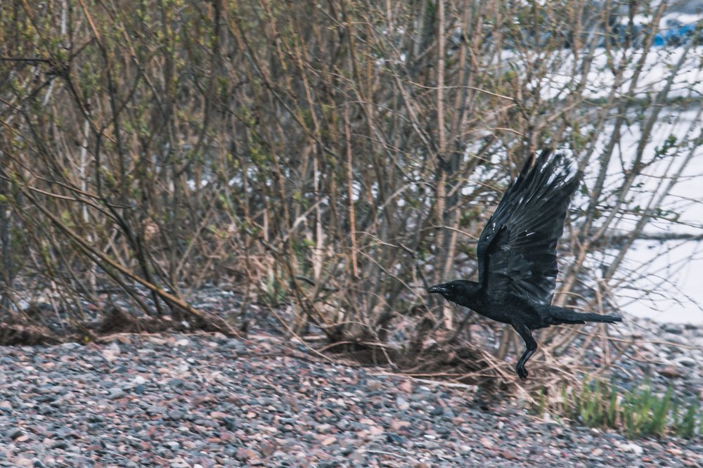 Фотография автора Виктор Максимов