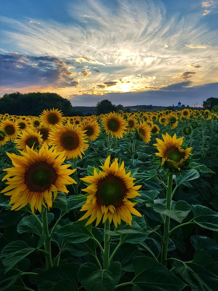 Photograph by Ольга Пумочка-13