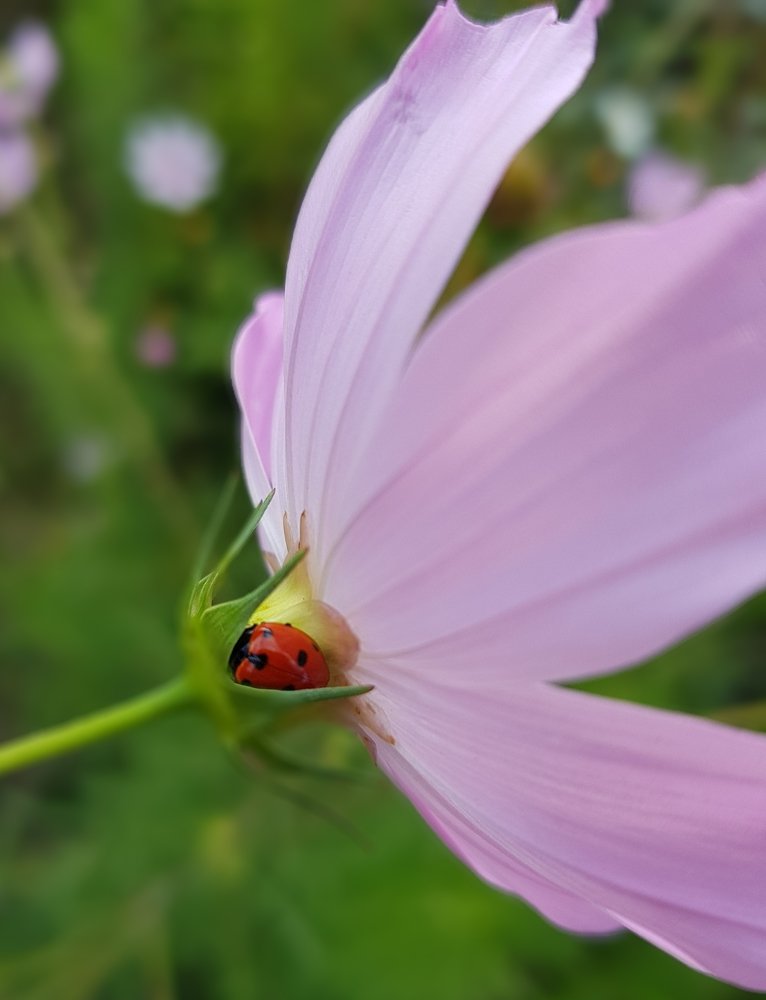 Photograph by Ольга Пумочка-13