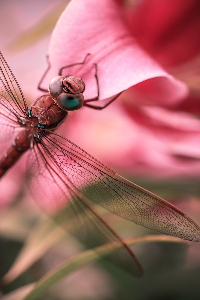 Photograph by Евгения Гудкова