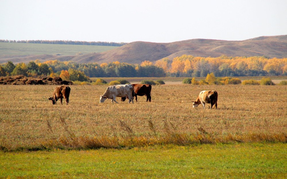 Photograph by Жанна Валиева