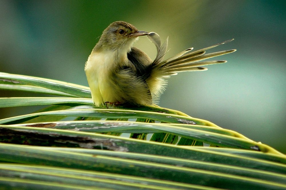 Đơn nắng (Welcome sunny)