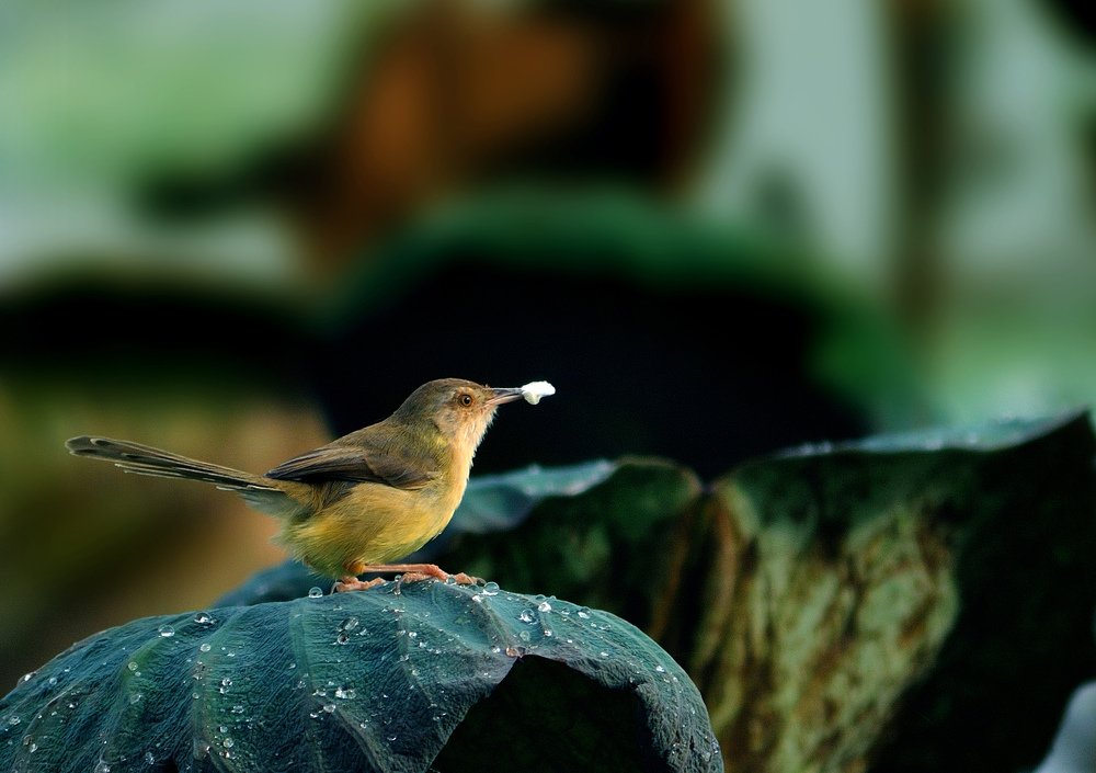 Săn mồi (Welcome sunny)