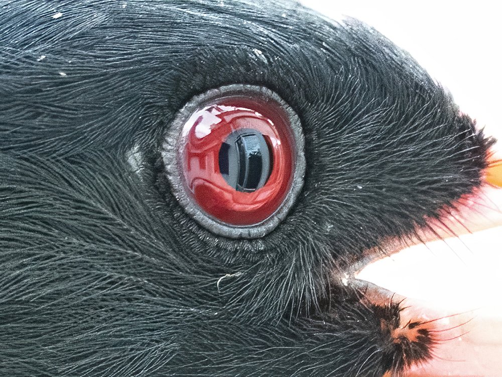 Bird's Eye View: Urban Jungle