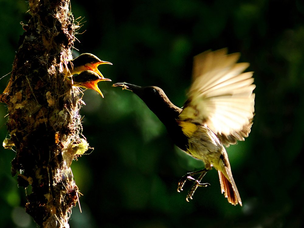 Chăm con (Take care of your baby)