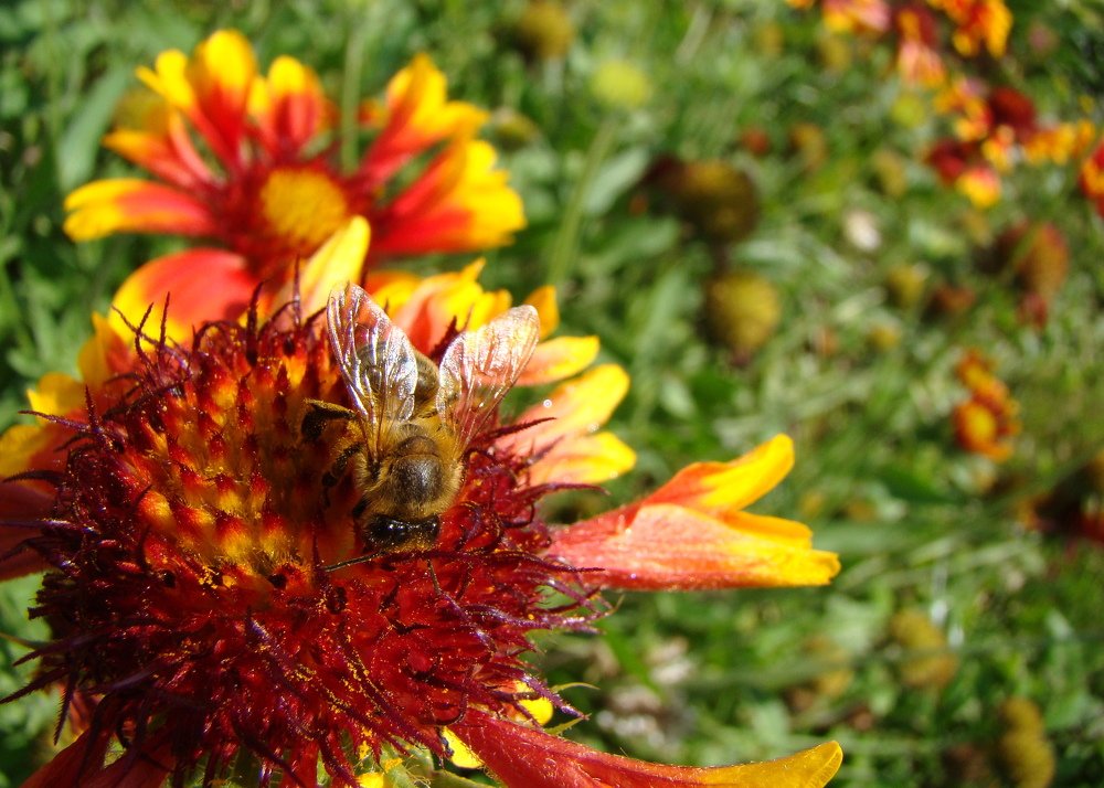 Прозрачные крылышки