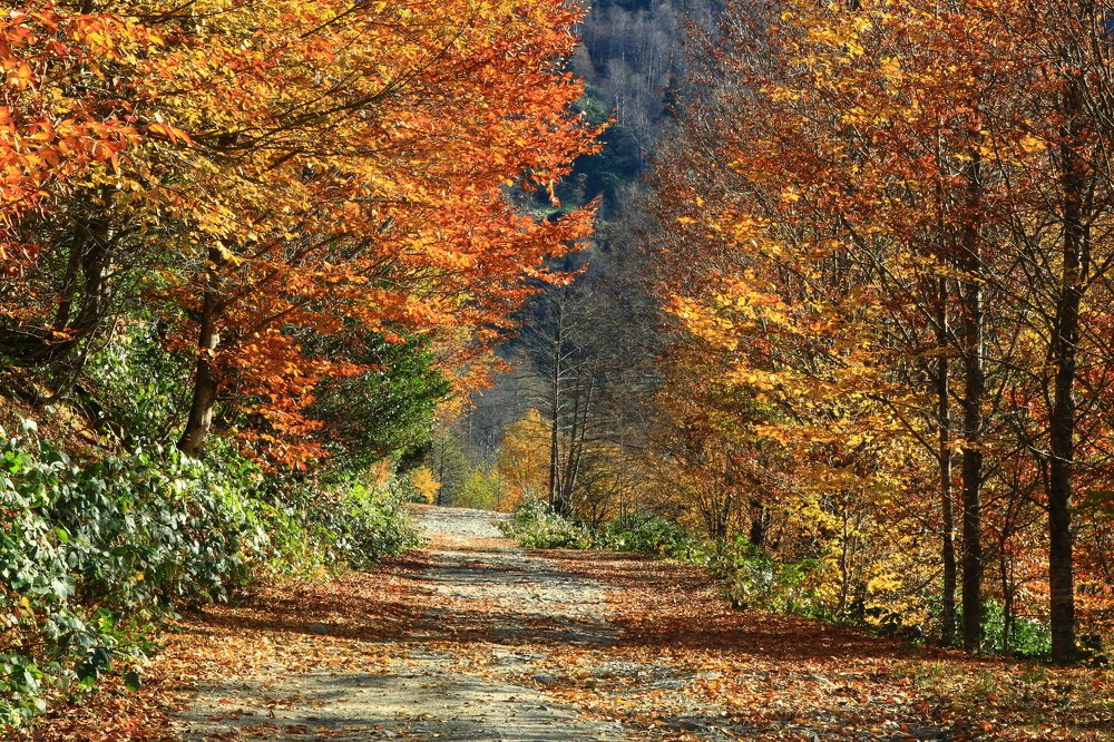 Фотография автора Marina Samarina