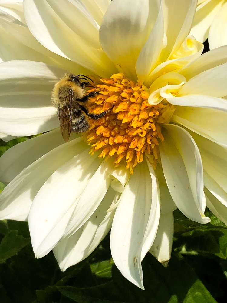 Пчелка Майя